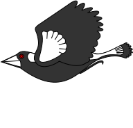 Pic of Magpie Flying