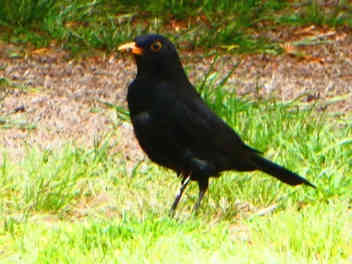 Photo of Common Blackbird