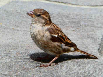 Photo of House Sparrow